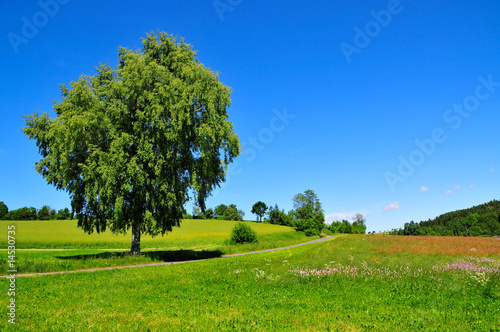 Landschaft Baum Wiese