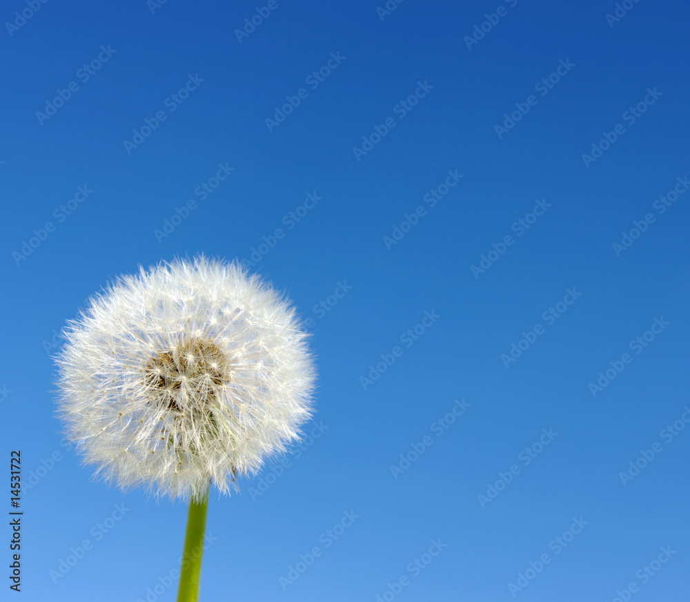 dandelion