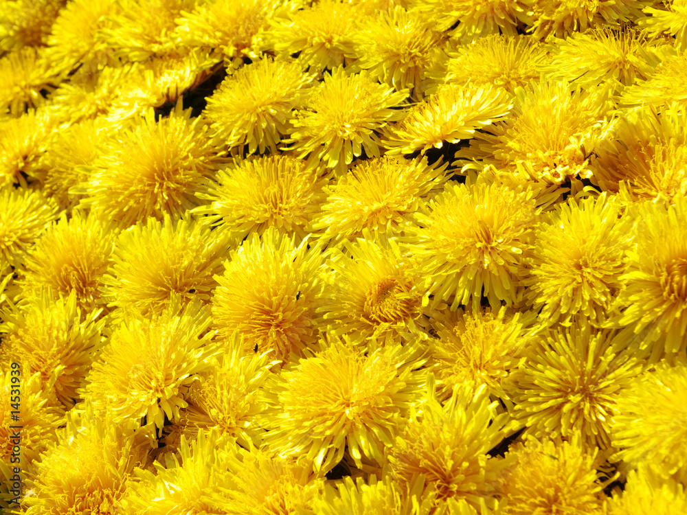 background yellow dandelion background yellow dandelion