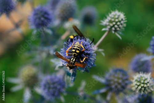 wasp