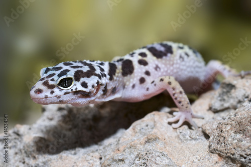 Leopardgecko Eublepharis macularius photo