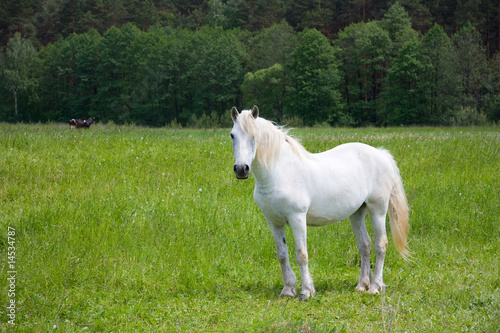 white horse on the meadow © Aleksas Kvedoras