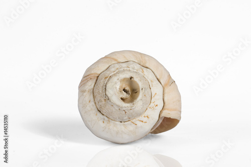beautiful sea shell isolated on white