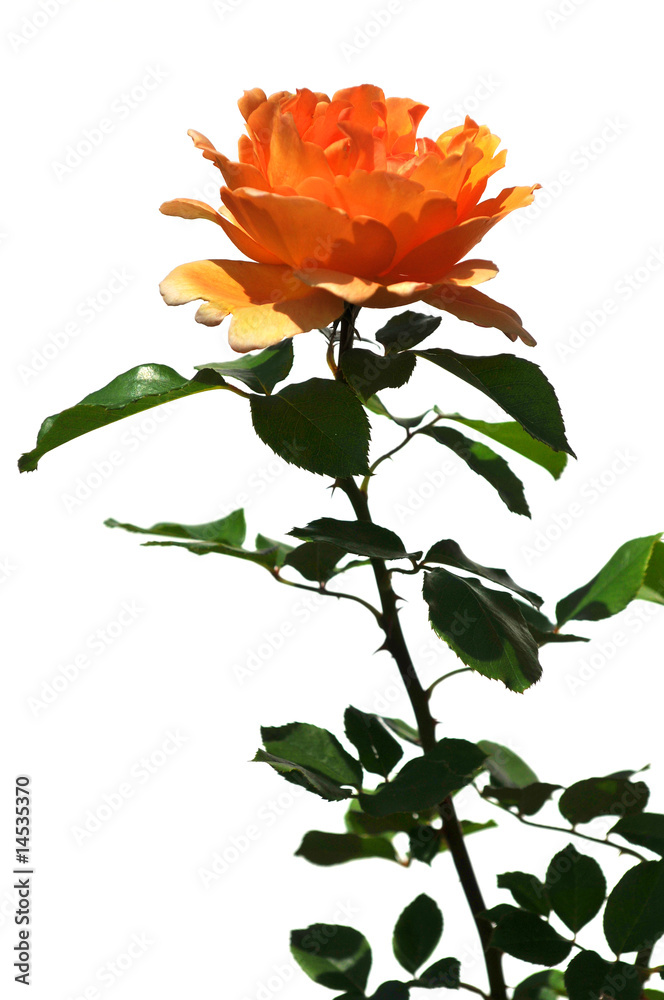Orange Rose Isolated over White