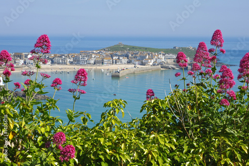 St. Ives wild red Valerian (Centranthus ruber), Cornwall UK. photo