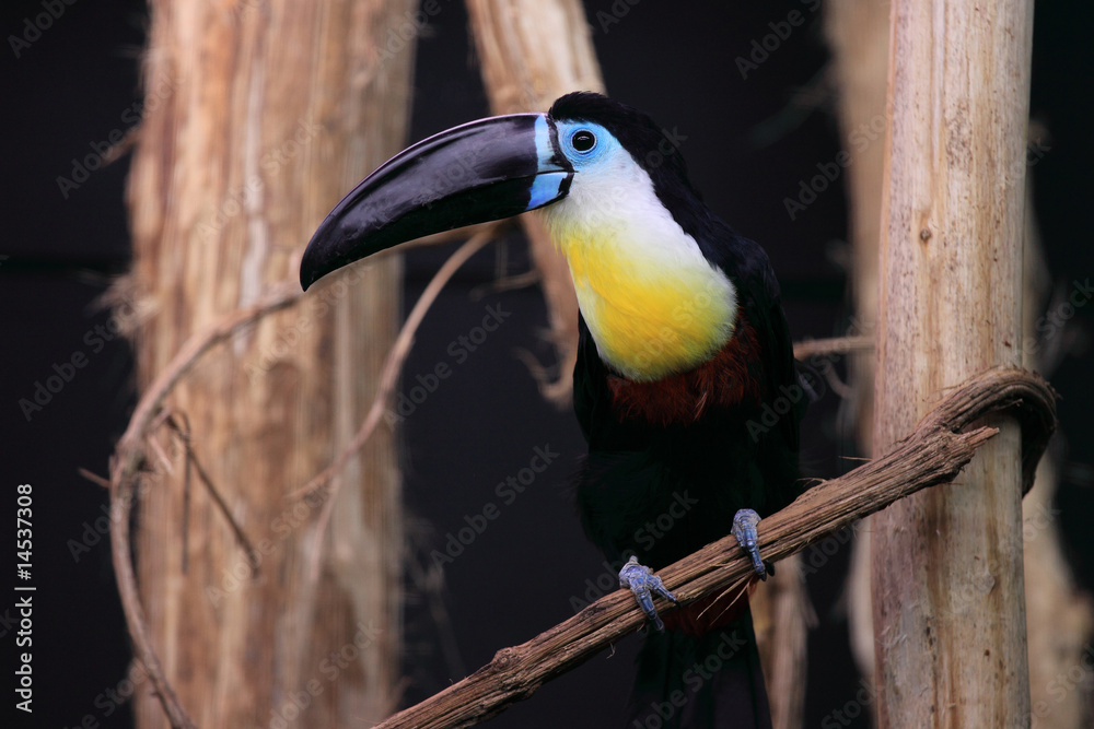 Fototapeta premium toucan bleu