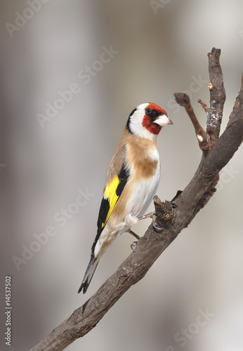 goldfinch on the branch