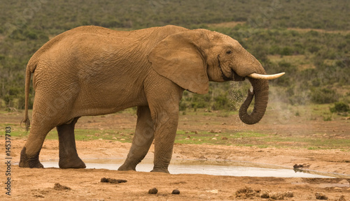 A lone bull elephant drinking at a water hole