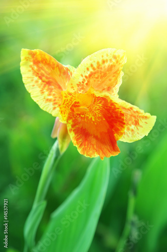 Fototapeta Naklejka Na Ścianę i Meble -  Orange iris