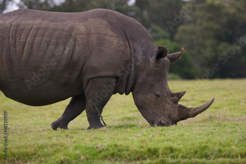 A rhino grazing