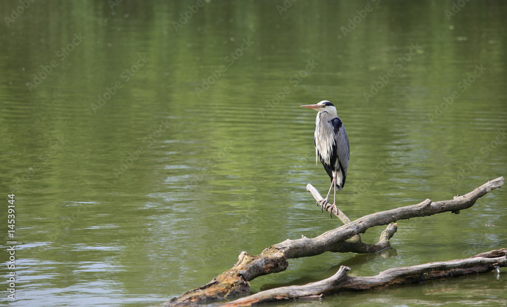 Fototapeta premium héron perché en attente