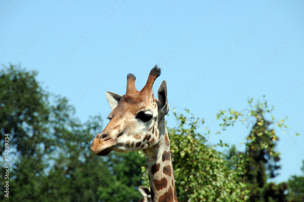 Obraz premium Giraffe