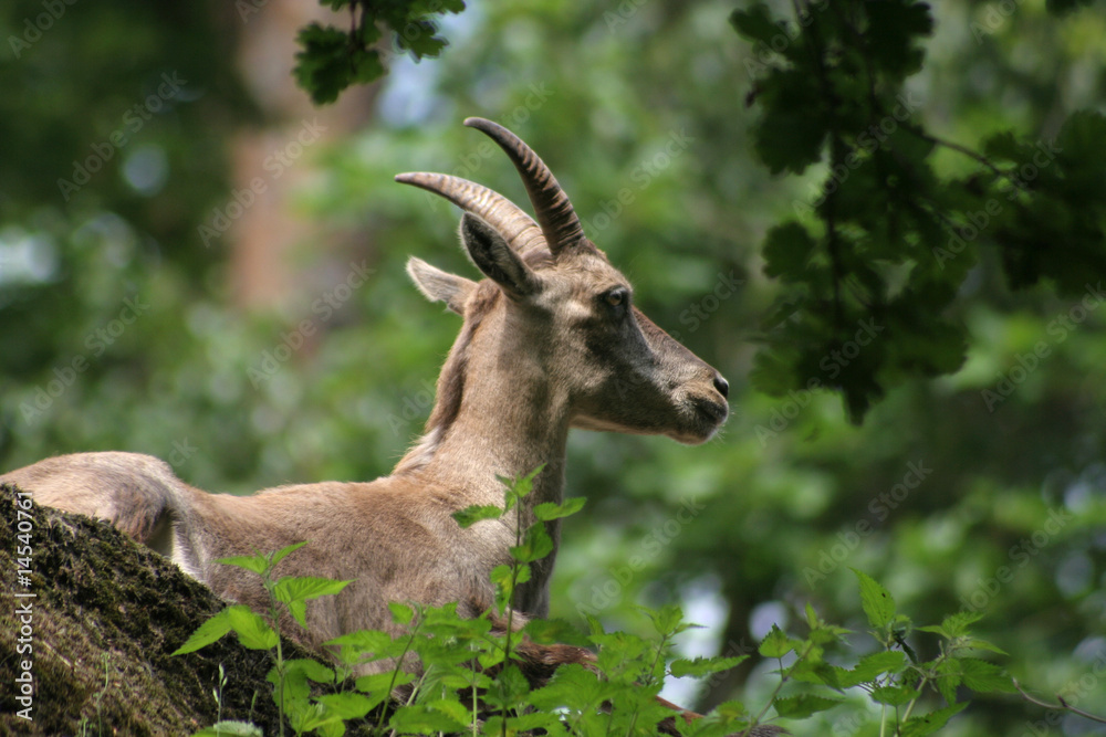 Naklejka premium Steinbock