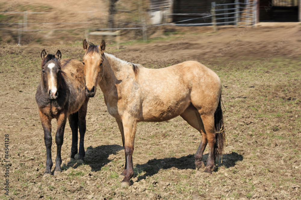 Fototapeta premium Pferde auf der Koppel