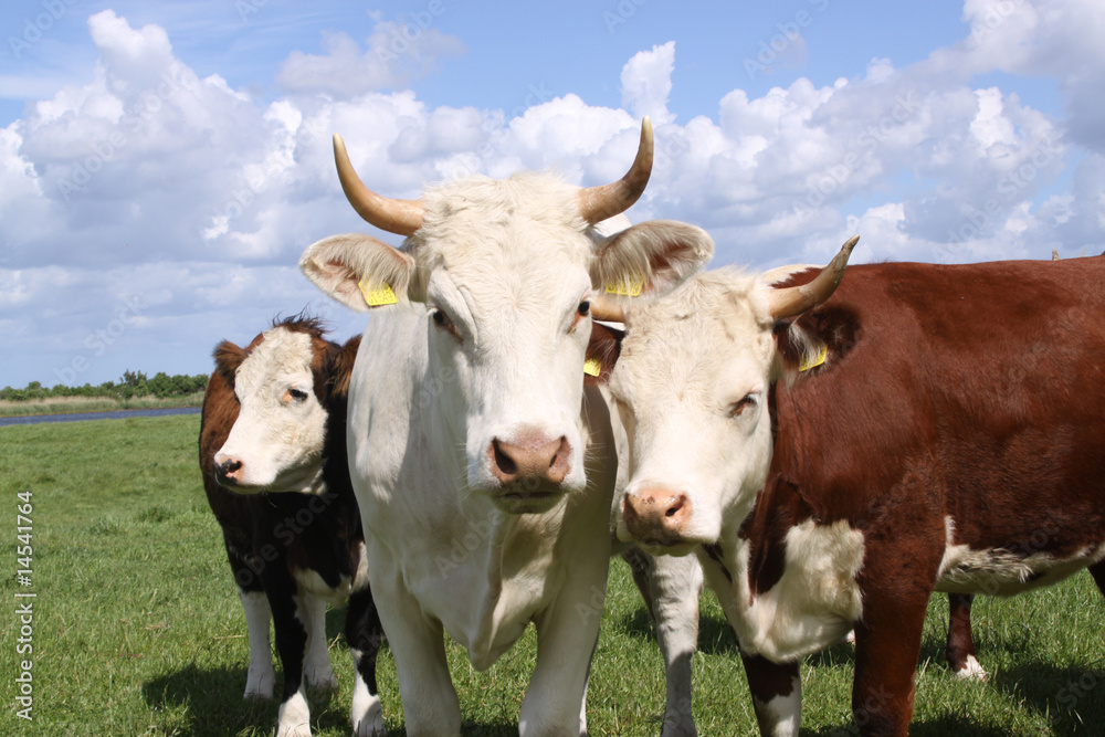 Brown and white cows posing for the camera Brown and white cows posing for the camera