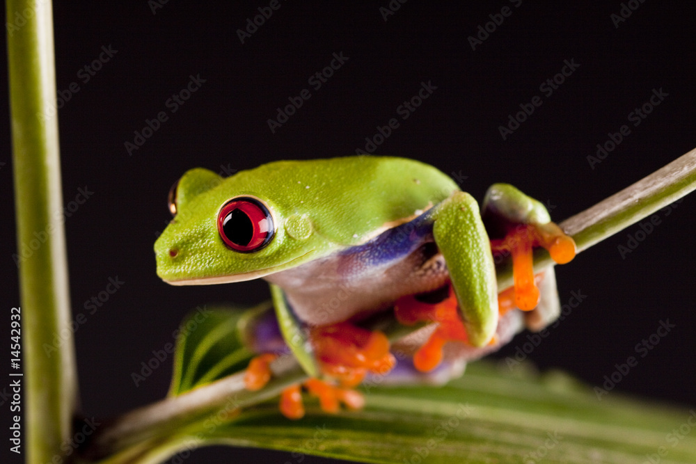 Naklejka premium Colorful frog