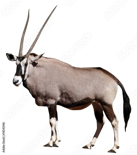 Gemsbok Antelope © Duncan Noakes