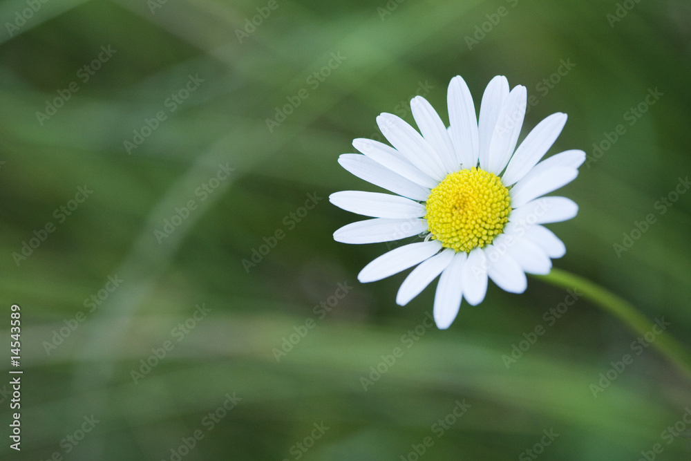 Obraz premium Paquerette