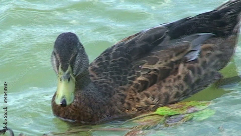 Canard COLVERT