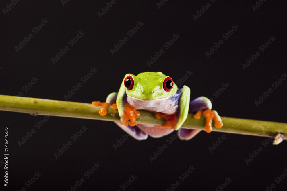 Naklejka premium Colorful frog