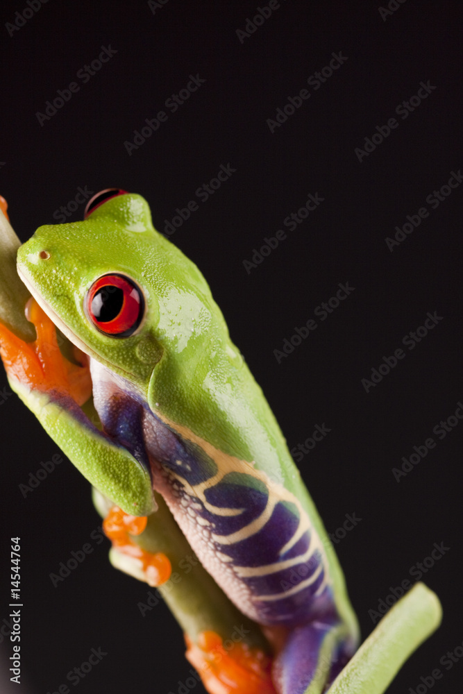 Naklejka premium Exotic frog