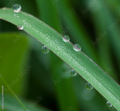 leaf with dew