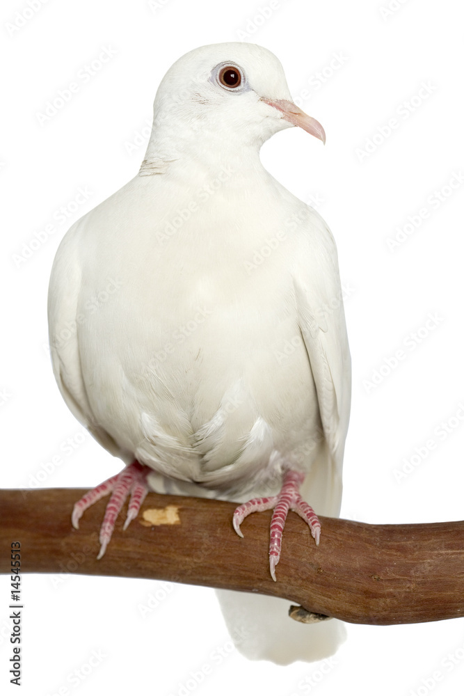Obraz premium Dove, white, isolated on white