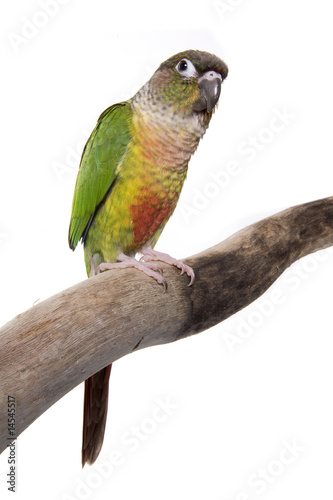 Conure, Green Cheeked, Yellow Sided, isolated on white