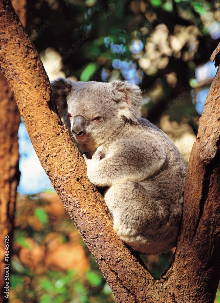 Obraz premium Koala in the tree