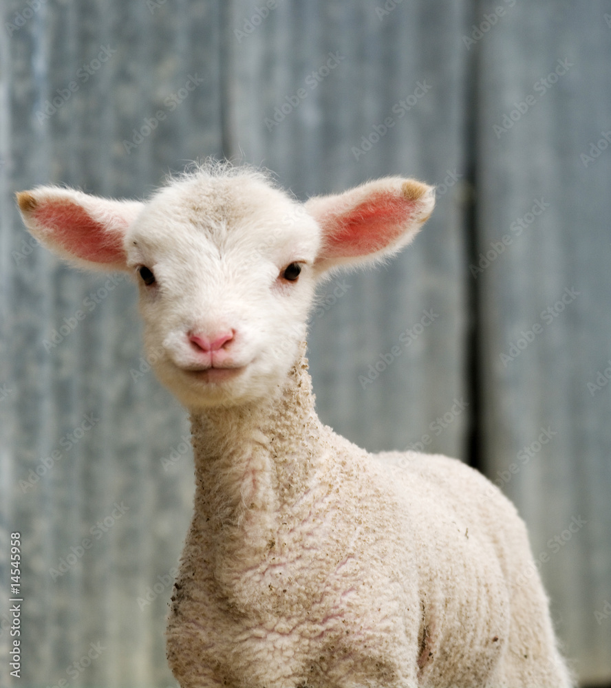 Fototapeta premium young lamb on the farm
