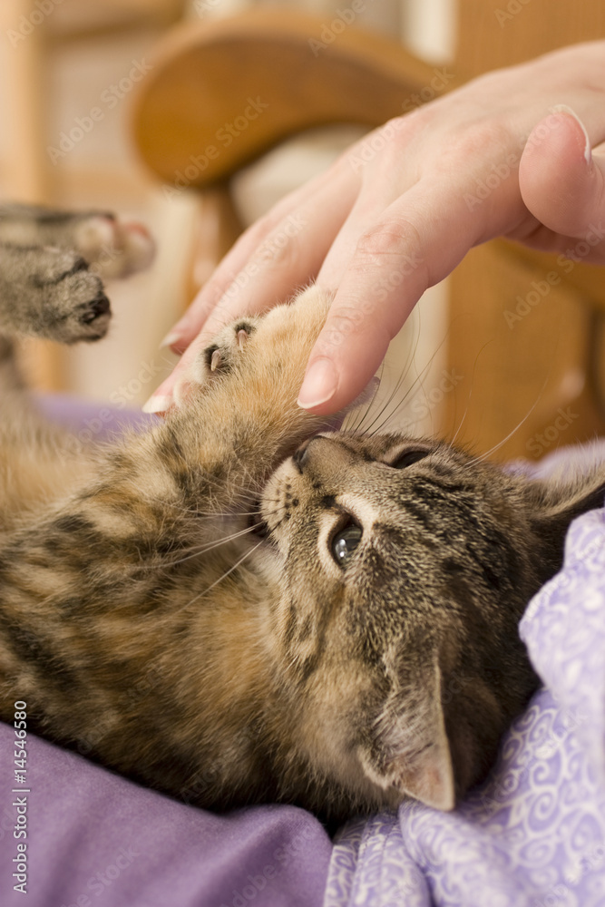 Naklejka premium Tabby at Play