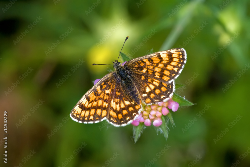 Melitaea athalia Melitaea athalia