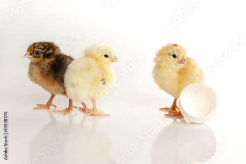 Small baby hens