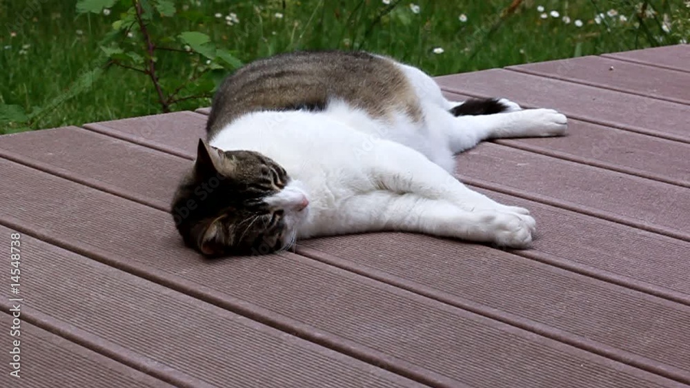 sieste d'un gros chat