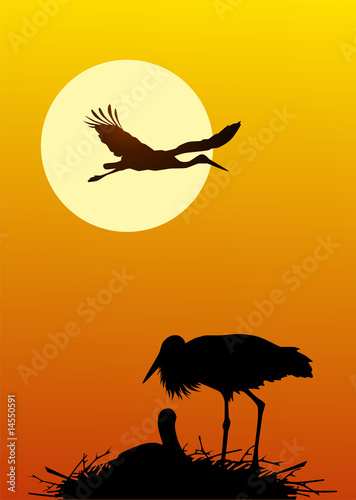 Nest of storks