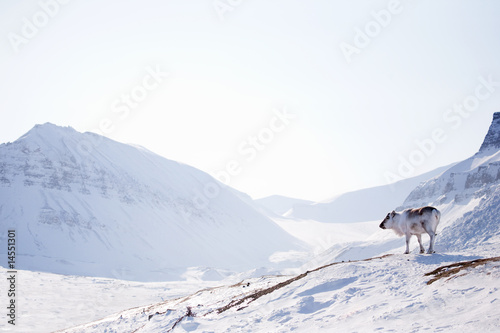 Reindeer on Winter Landscape © Tyler Olson