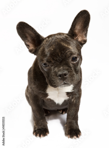 Welpe der Rasse Französische Bulldogge © G.G. Lattek