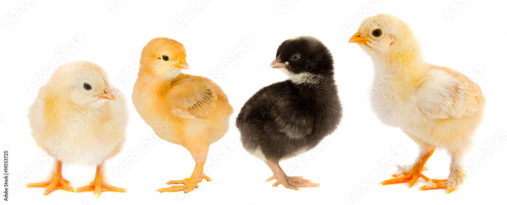 Yellow chicks and one chick black Yellow chicks and one chick black