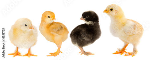 Yellow chicks and one chick black