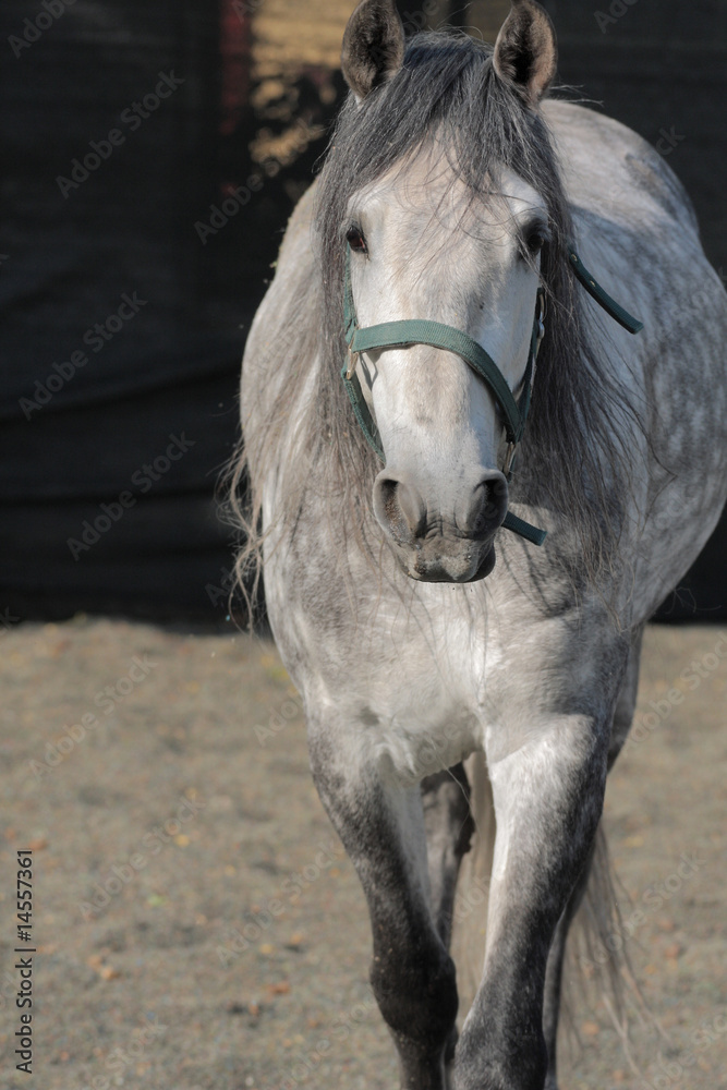 Obraz premium Frontal Caballo 3