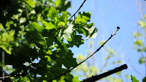 Branche Verte