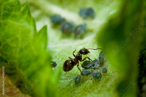 Ameise beim Melken © Andreas Safreider