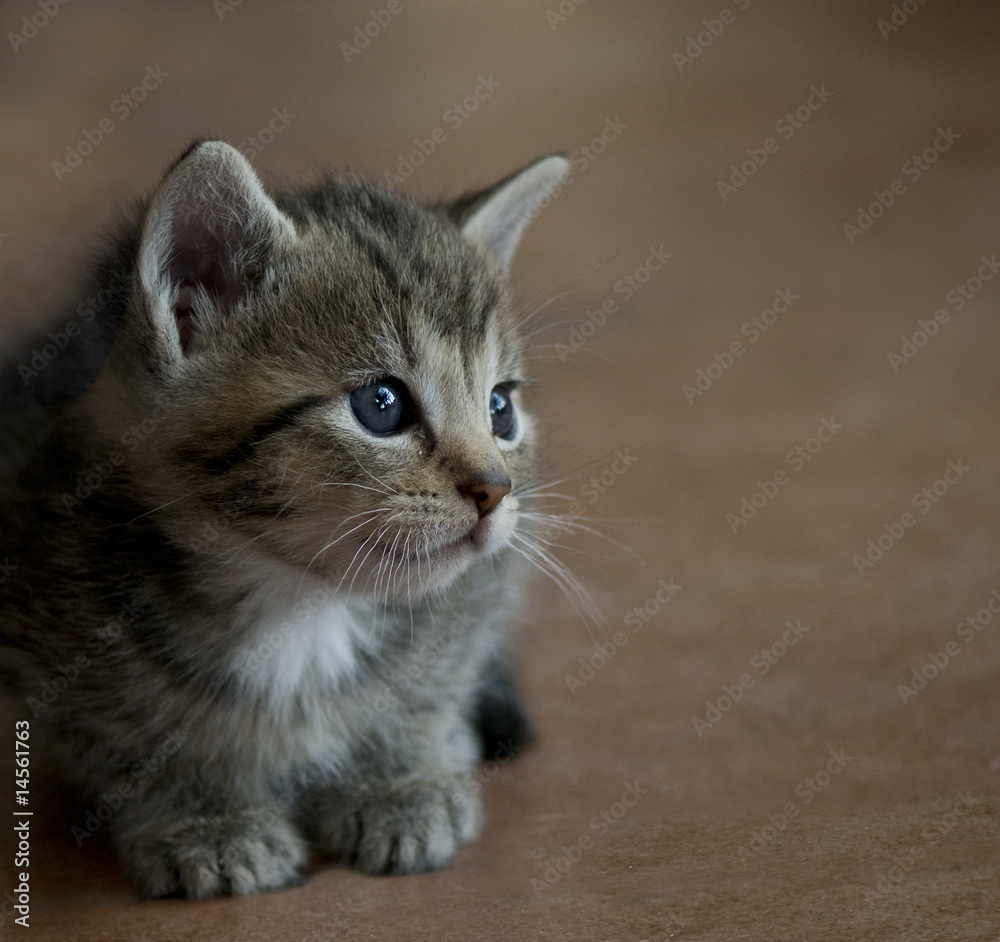 Naklejka premium Kätzchen