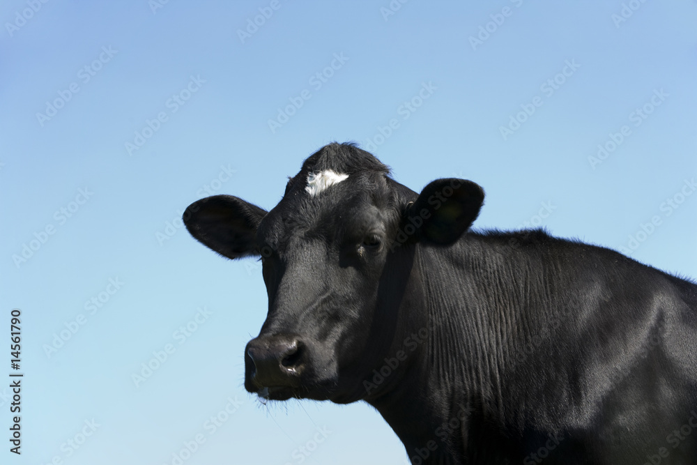 Dutch cow