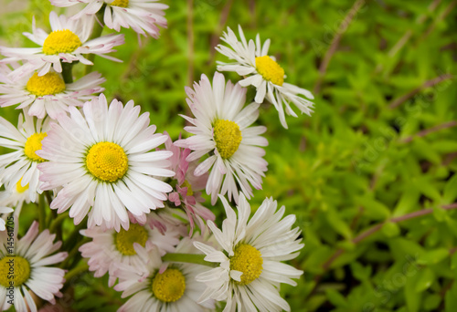 Daisies