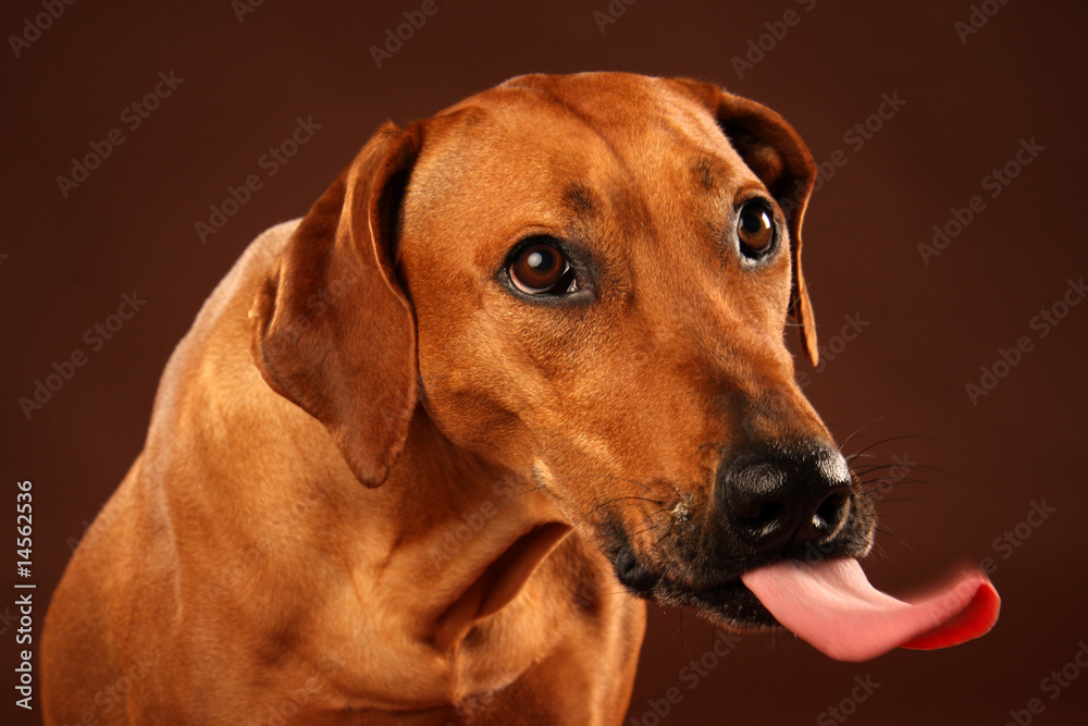 Rhodesian Ridgeback