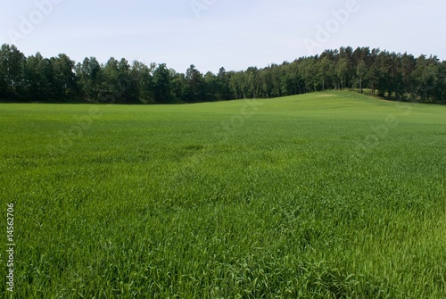 Green field