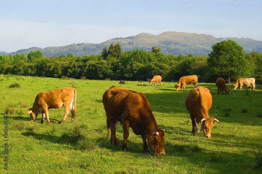 more cows eat fresh grass in a green field