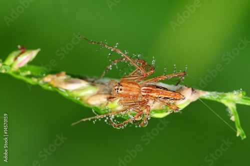 lynx spider and dew in the parks © Wong Hock Weng