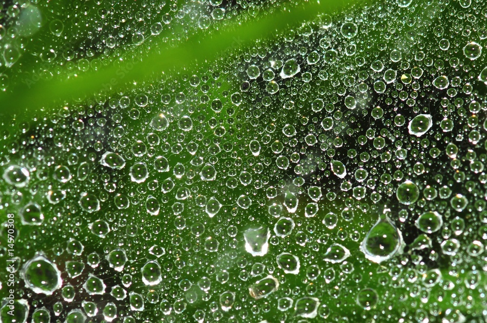 spider web and dew in the parks